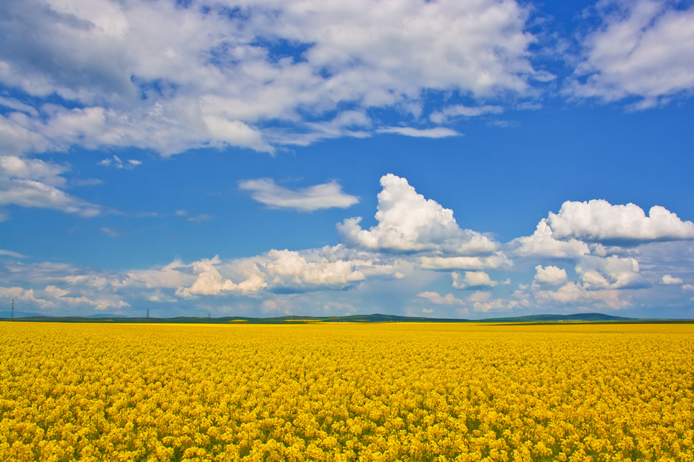 photo "***" tags: landscape, clouds, field