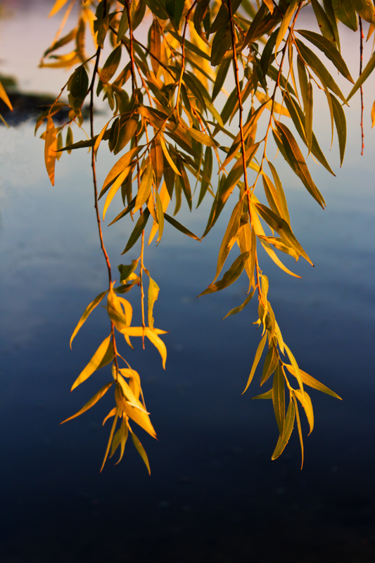 photo "***" tags: nature, Dnieper, evening, leaf, sunset, tree, water, ветки