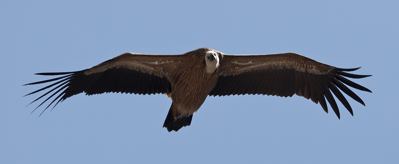 photo "***" tags: nature, flight, look, wild animals, wings, Сип, размах