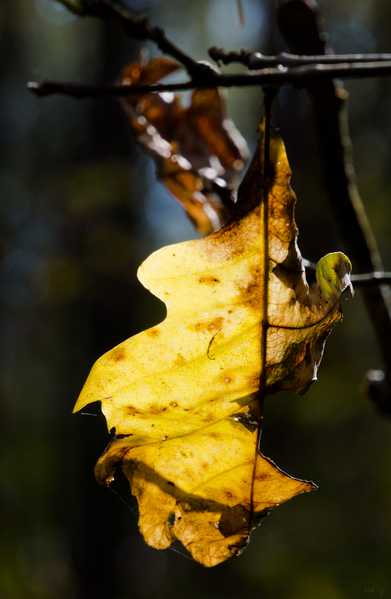 photo "***" tags: macro and close-up, autumn