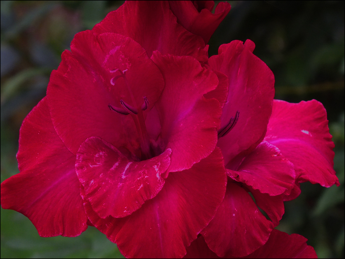 photo "Simply flower" tags: nature, macro and close-up, colour, flowers