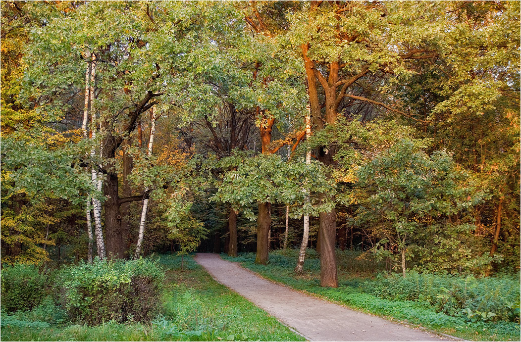 photo "***" tags: landscape, autumn, forest