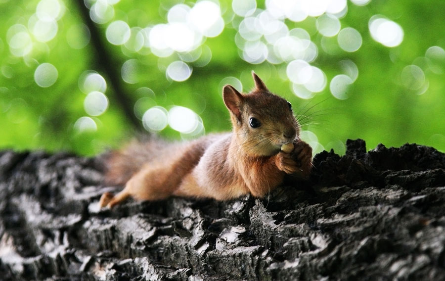 photo "***" tags: nature, squirrel