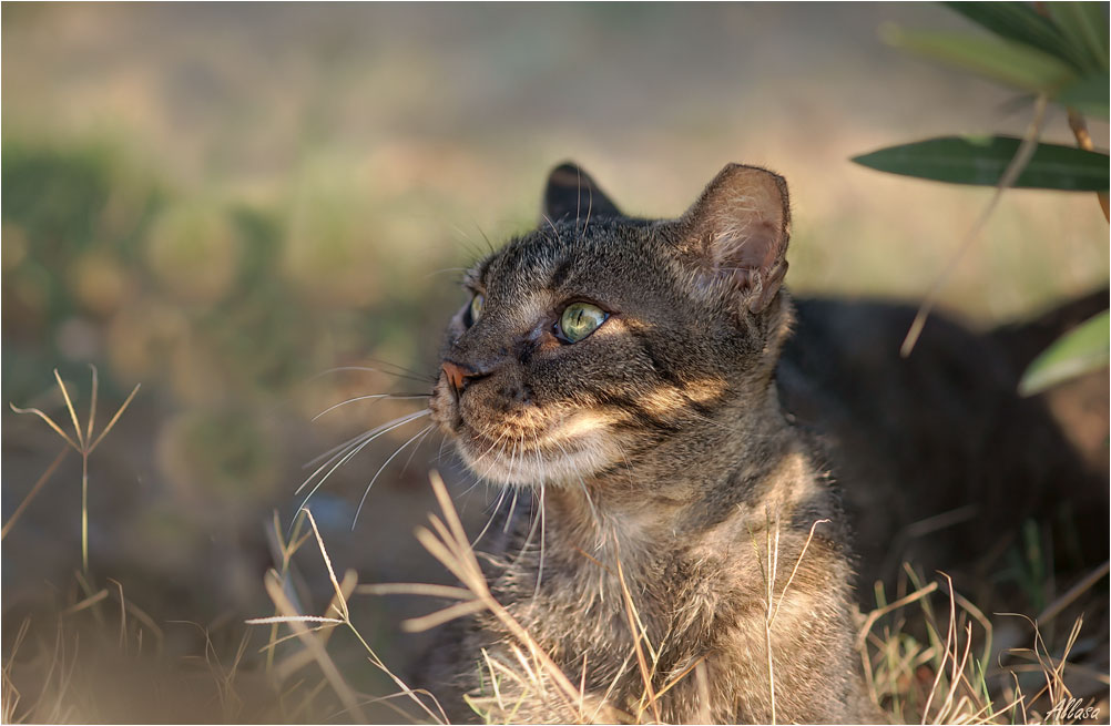 фото "Греческий котик с порванным ушком.." метки: природа, 