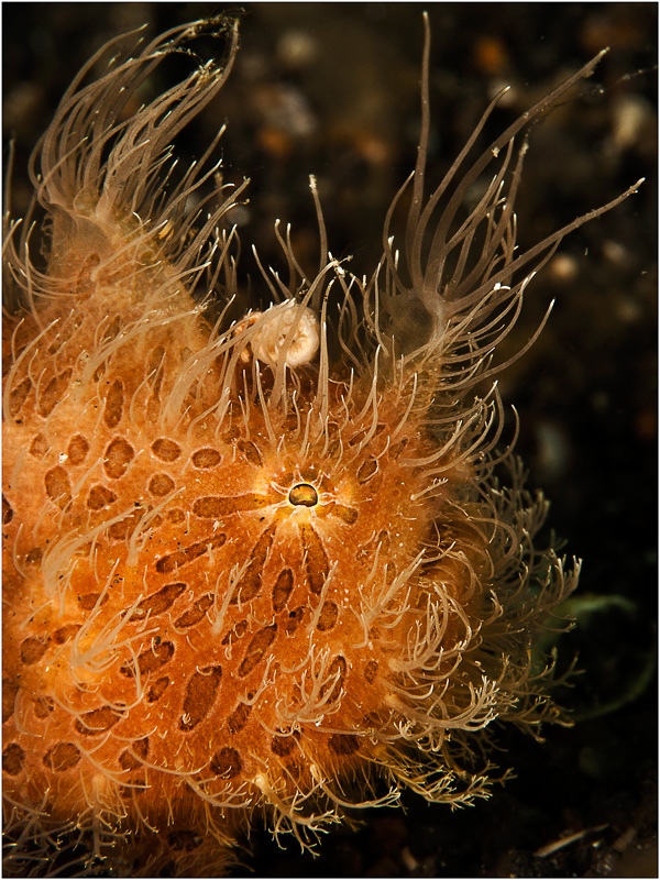 photo "Hairy frogfish" tags: underwater, macro and close-up, Hairy frogfish, Indonesia, Lembeh Strait, diving, underwater photography