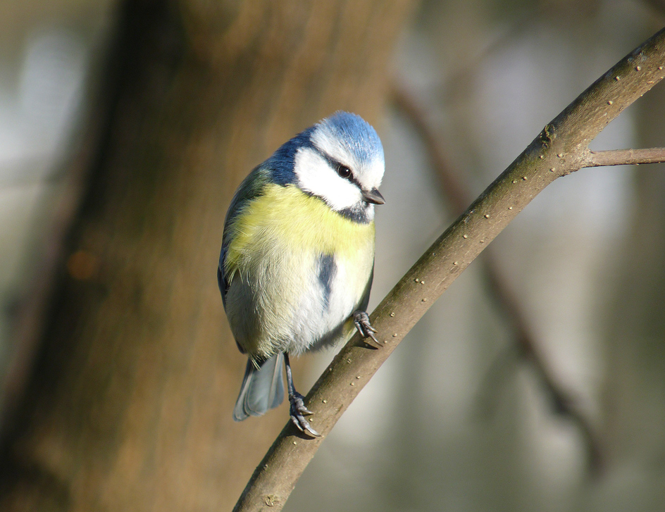 photo "***" tags: nature, wild animals