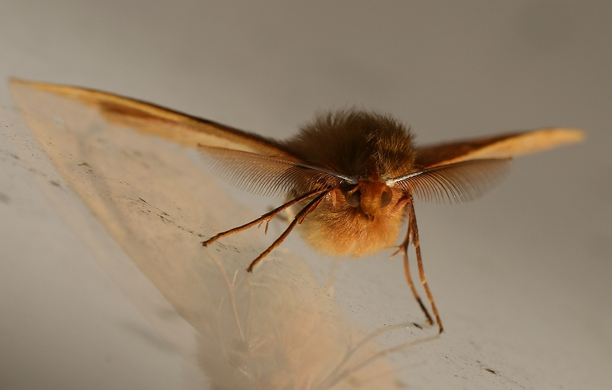 photo "Night-fly (3)" tags: nature, macro and close-up, insect