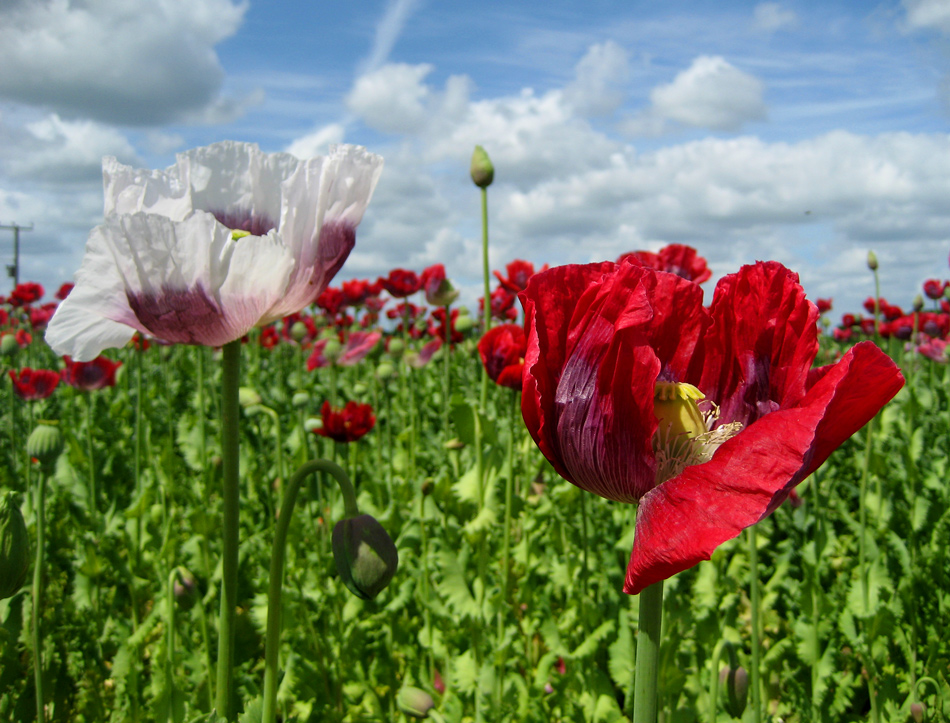 фото "Poppies" метки: природа, цветы