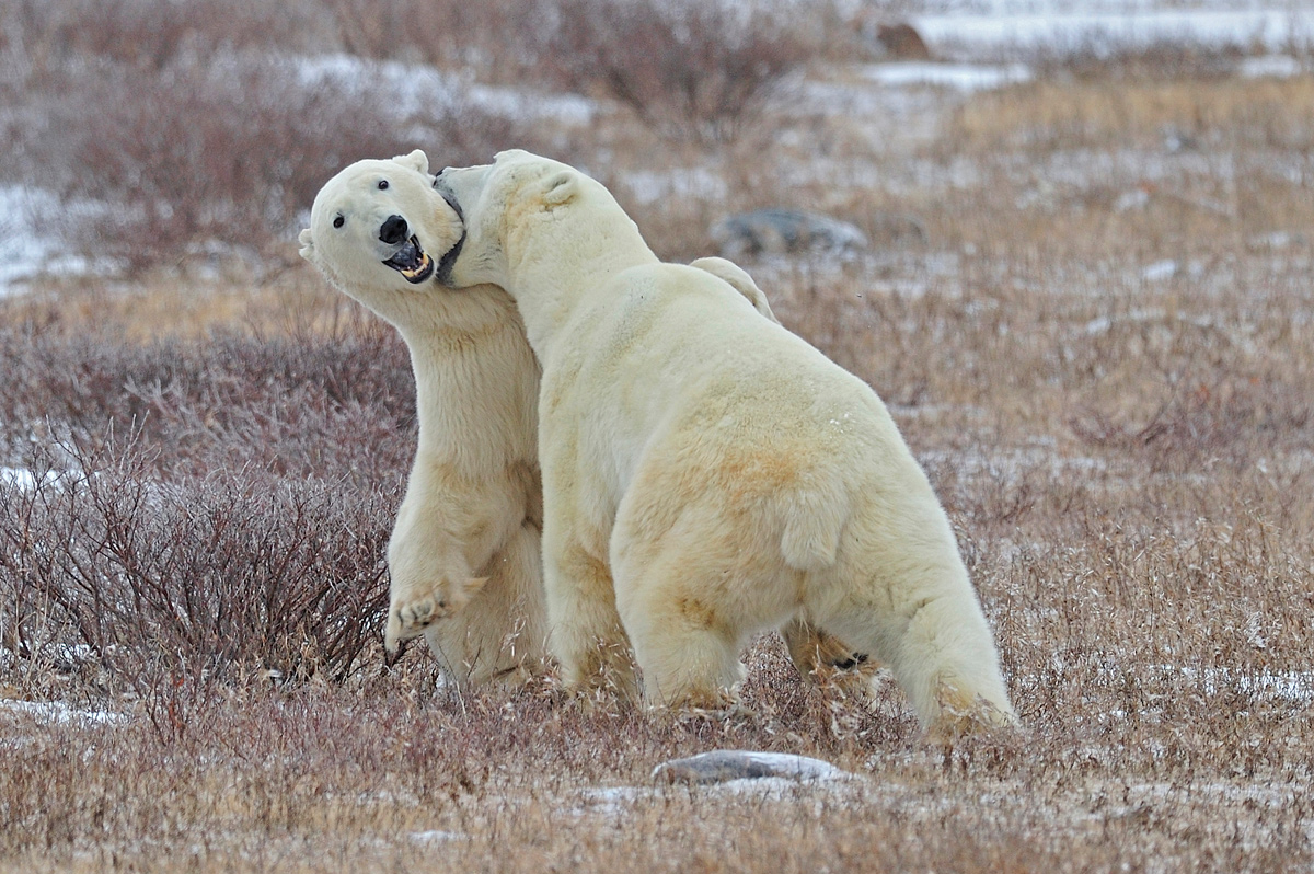 фото "По медвежьим законам" метки: природа, 