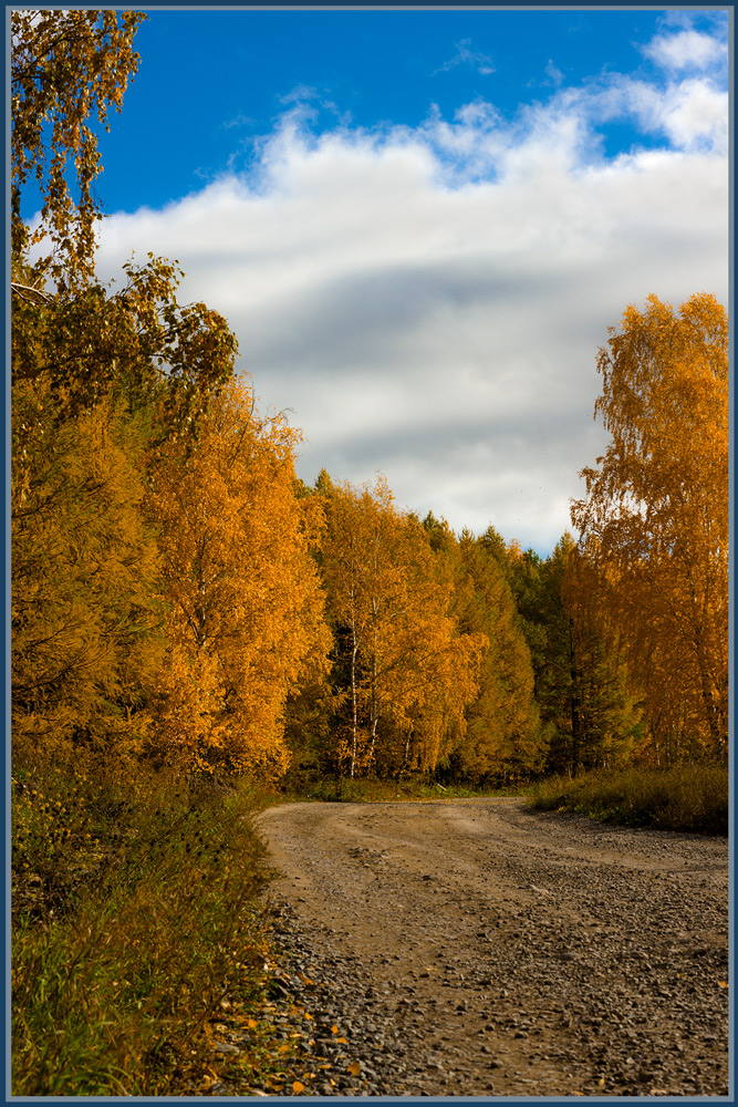 photo "***" tags: landscape, Krasnoyarsk, autumn, birches, clouds, forest, road, Красноярский край