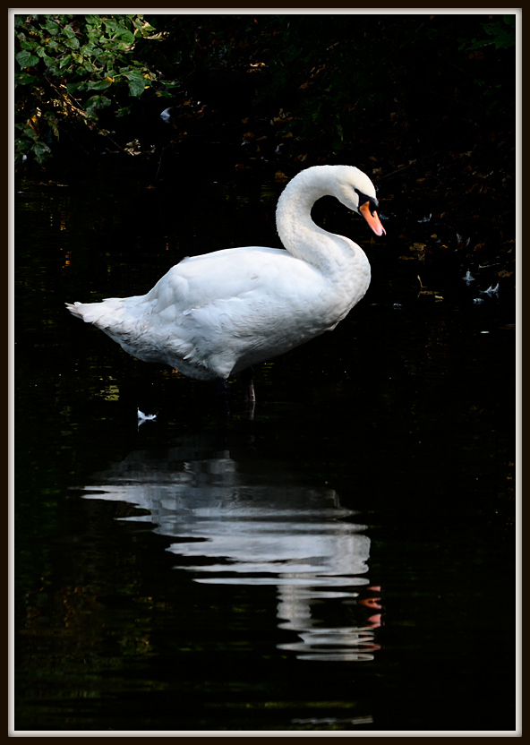 photo "***" tags: nature, 