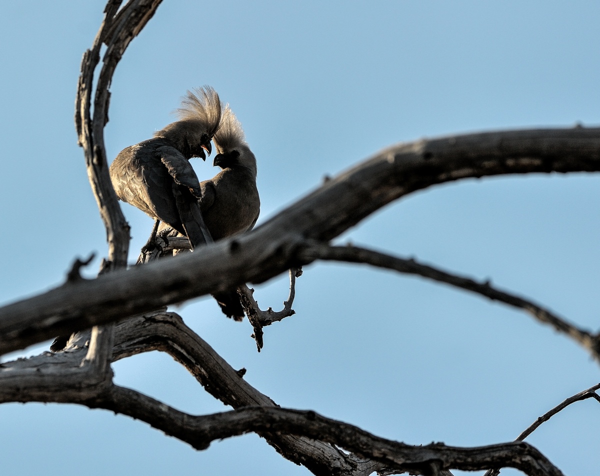 photo "tender" tags: nature, Africa, wild animals