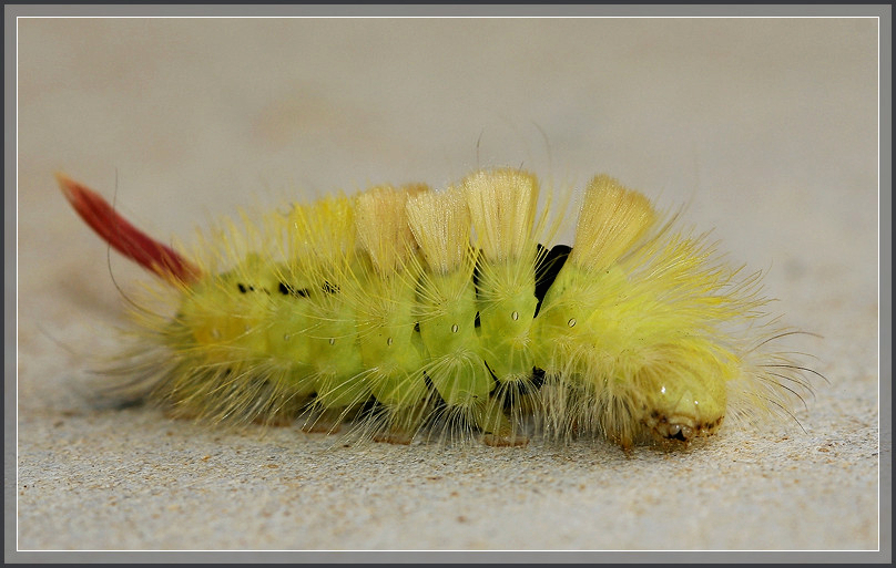 photo "Brush 1" tags: nature, macro and close-up, insect