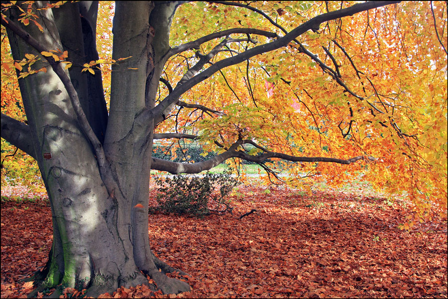 photo "Colors of autumn" tags: landscape, nature, 