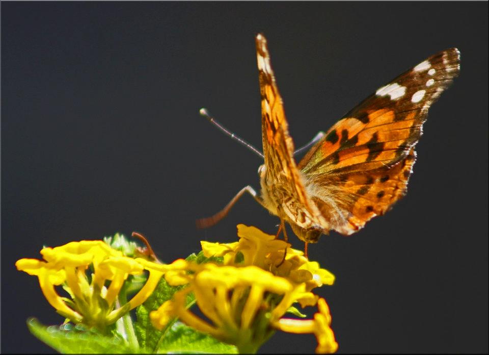 photo "Hot Foot" tags: nature, macro and close-up, 