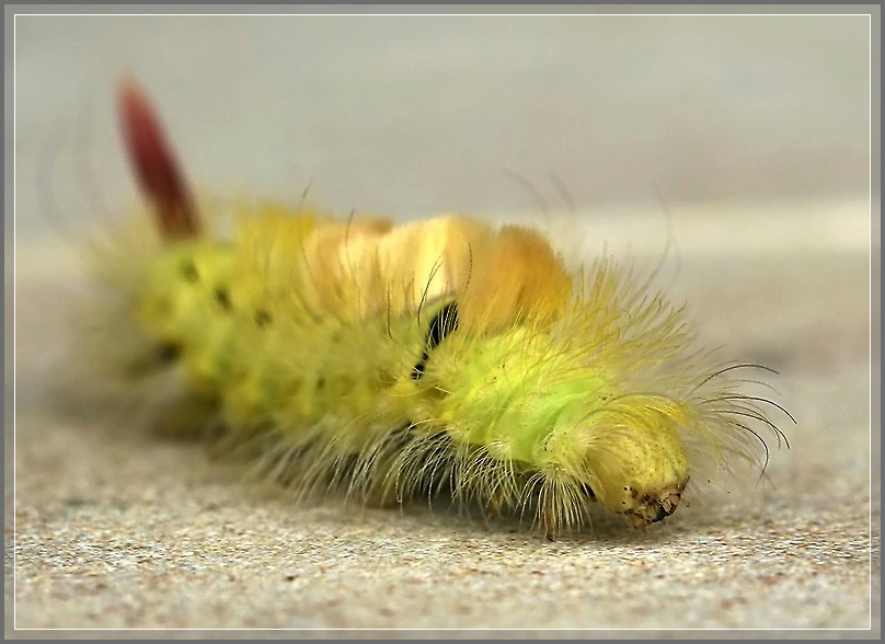 photo "Brush 2" tags: nature, macro and close-up, insect