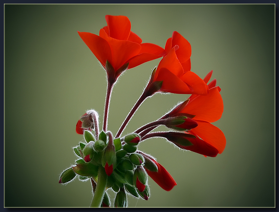 photo "***" tags: nature, flowers