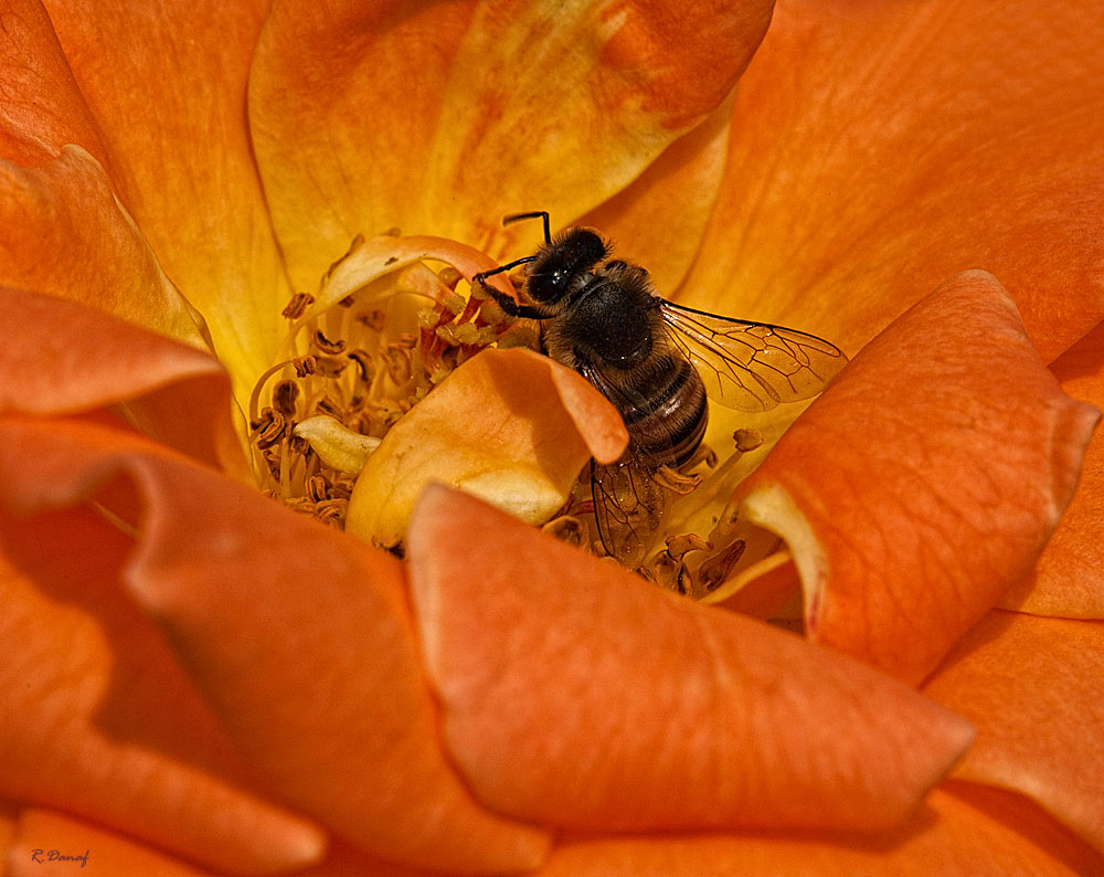 photo "The rose and the bee" tags: nature, macro and close-up, flowers, insect