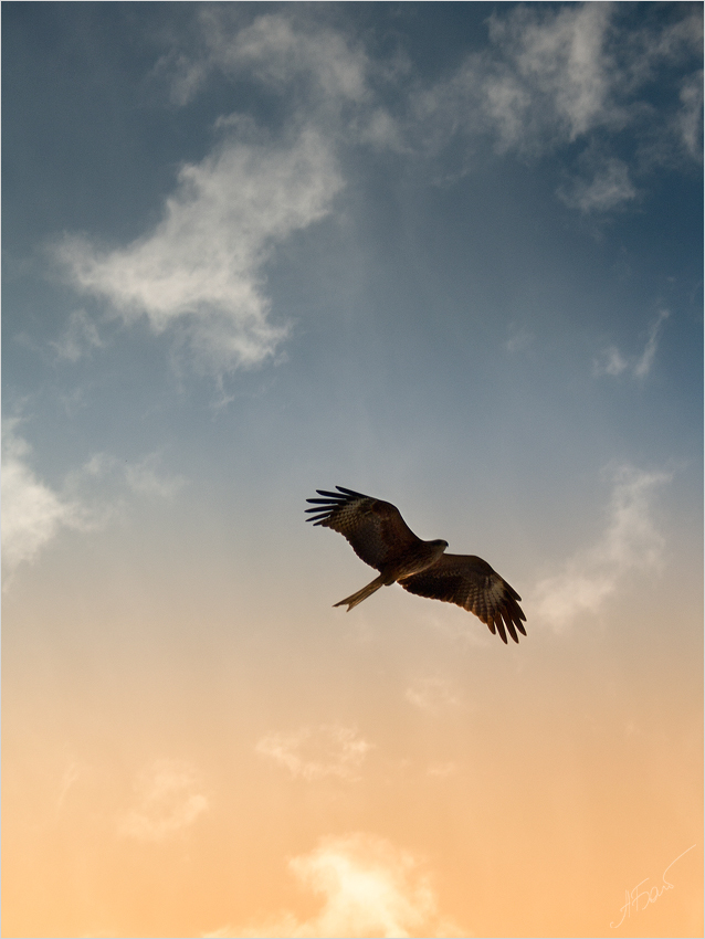 photo "[LXIV]" tags: nature, clouds, flight, sky, птица