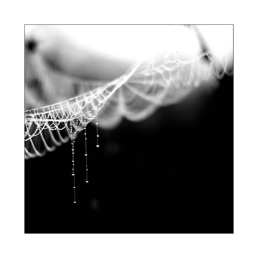 photo "***" tags: black&white, macro and close-up, 