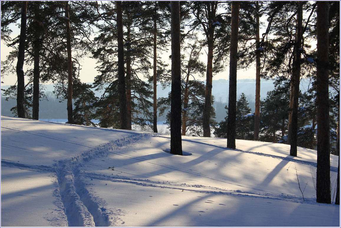 photo "Shadows in the pine wood." tags: landscape, nature, forest, shadow, snow, winter, март