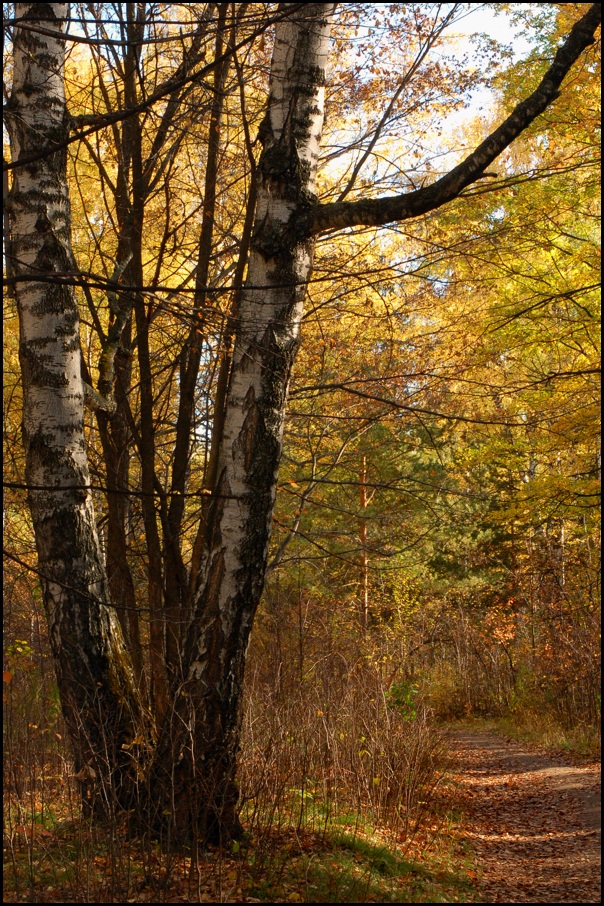 фото "Осенний лес" метки: пейзаж, лес, осень