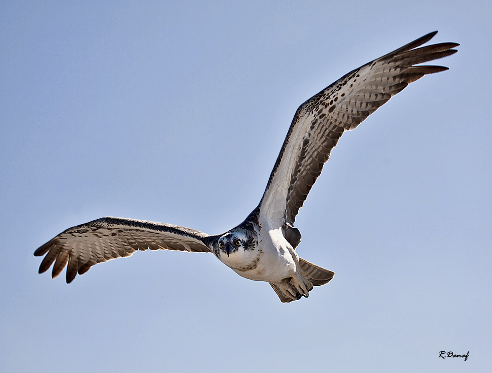 фото "Osprey 03" метки: природа, Osprey, Африка, дикие животные, птица