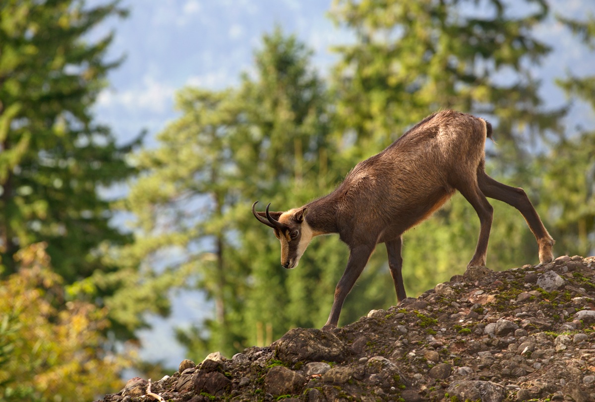 photo "серна" tags: nature, Chamois, серна