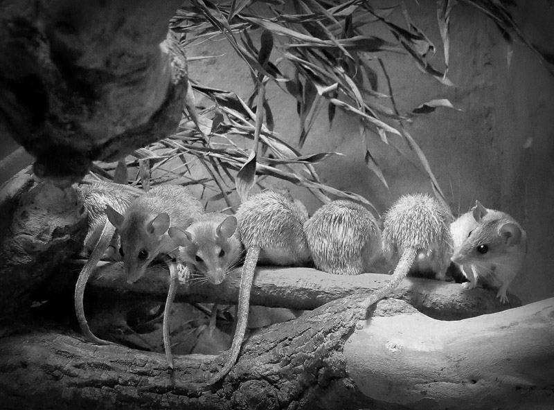 фото "Семейное фото :)" метки: природа, зоопарк, мыши
