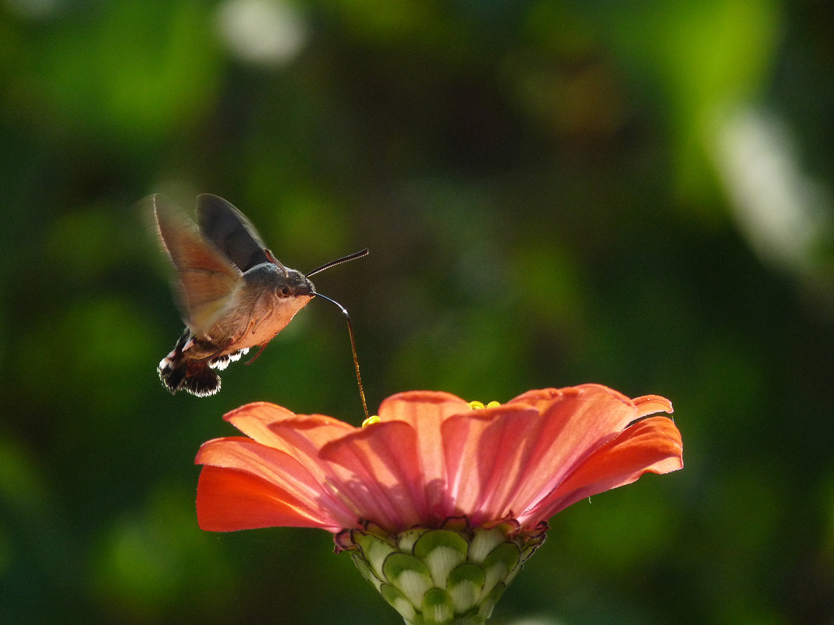 photo "***" tags: nature, insect