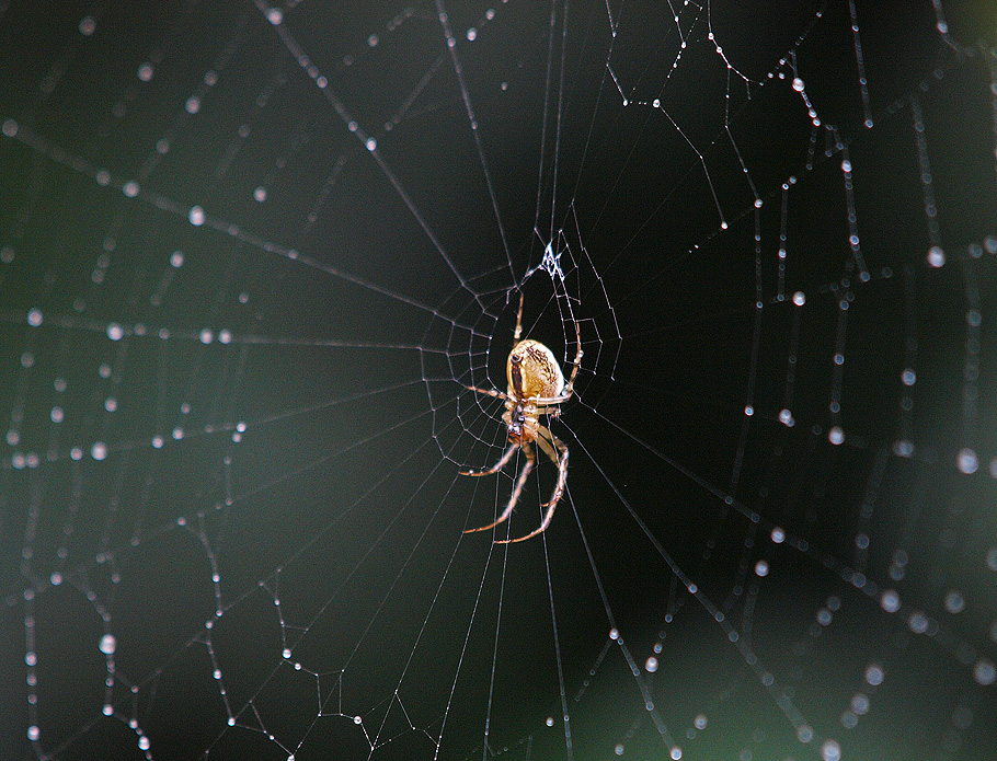 photo "Return To Sender" tags: macro and close-up, 