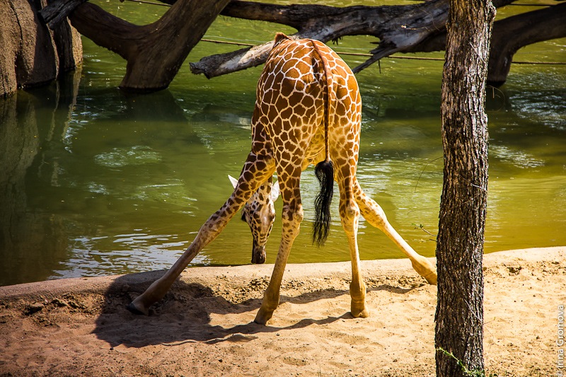 фото "Giraffe drinking" метки: природа, giraffes