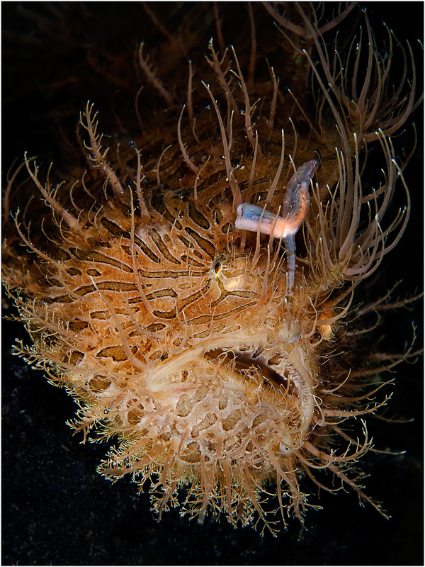 photo "***" tags: underwater, macro and close-up, Hairy frogfish, Indonesia, Lembeh Strait, diving, underwater photography