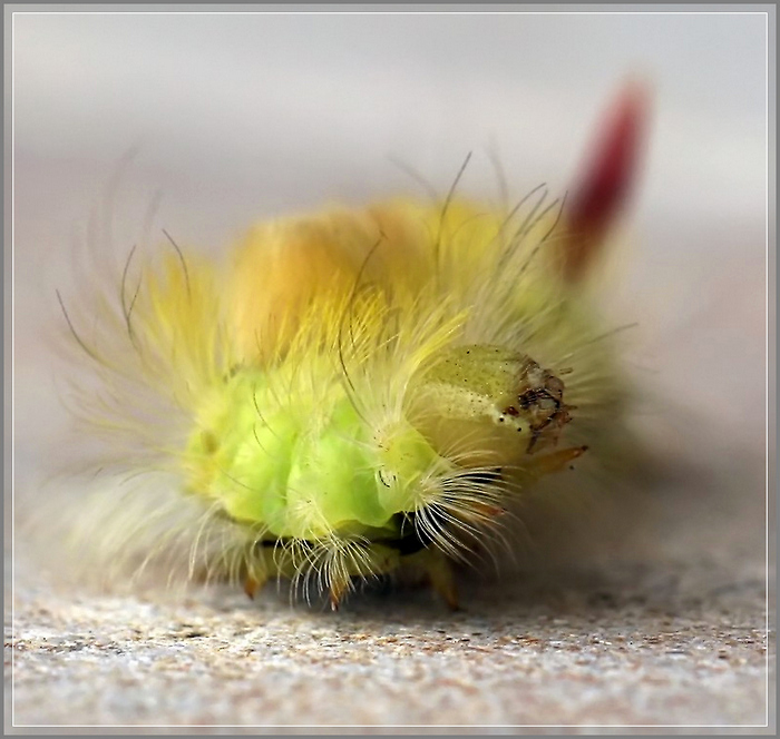 photo "Brush 3 (This is the right road?)" tags: nature, macro and close-up, insect