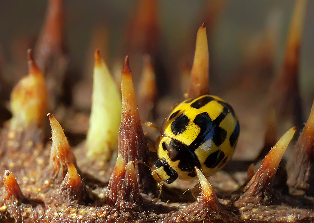 photo "божья коровка" tags: macro and close-up, nature, insect, божья коровка