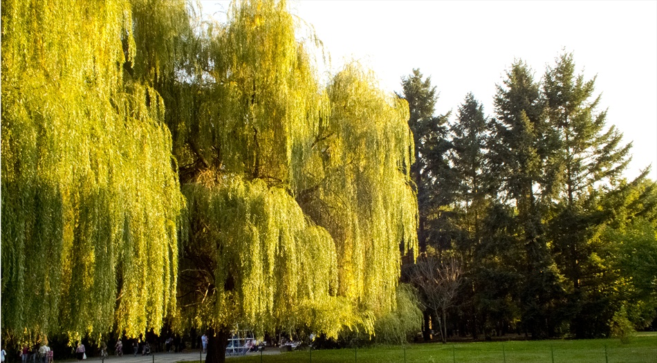 photo "***" tags: nature, landscape, misc., autumn, sun