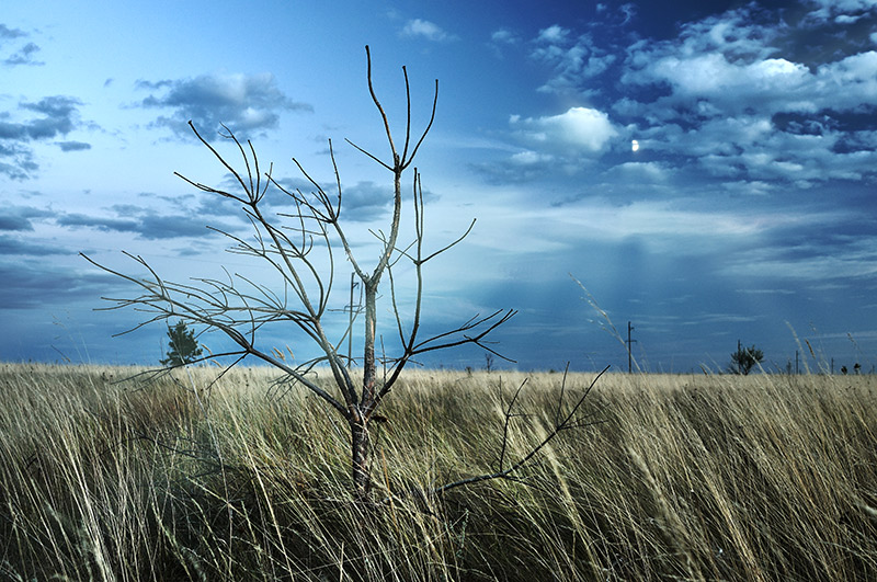 photo "Talking with the moon" tags: landscape, Moon, tree