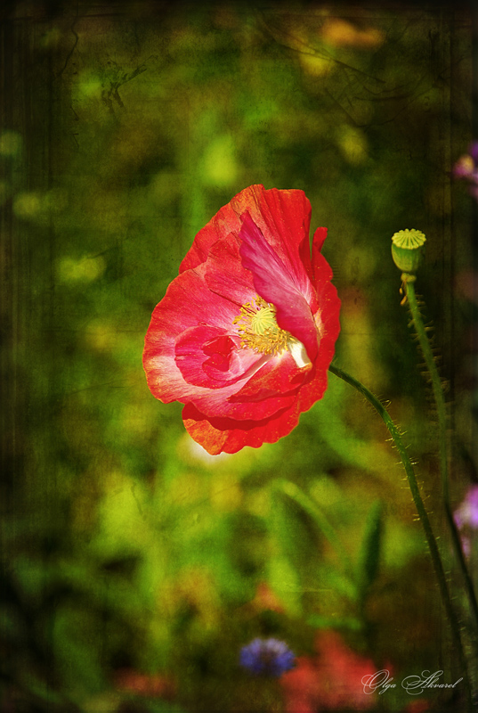 photo "***" tags: nature, flowers, Мак