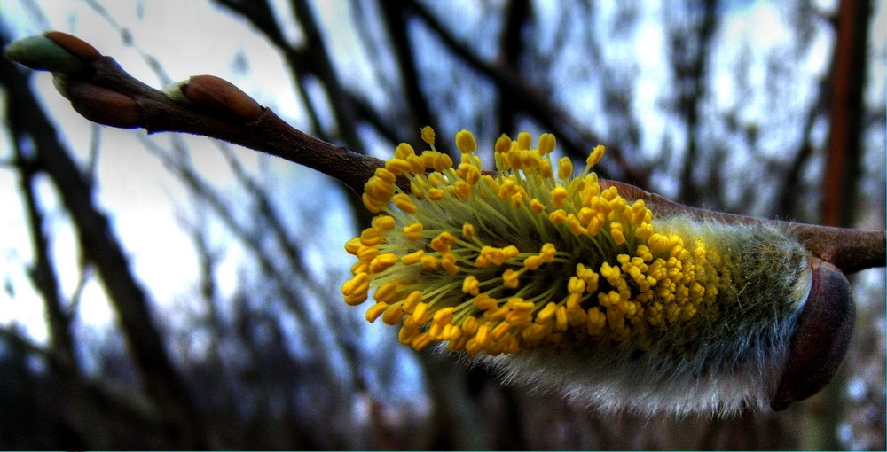 photo "Little Bud" tags: macro and close-up, travel, flowers, forest, tree