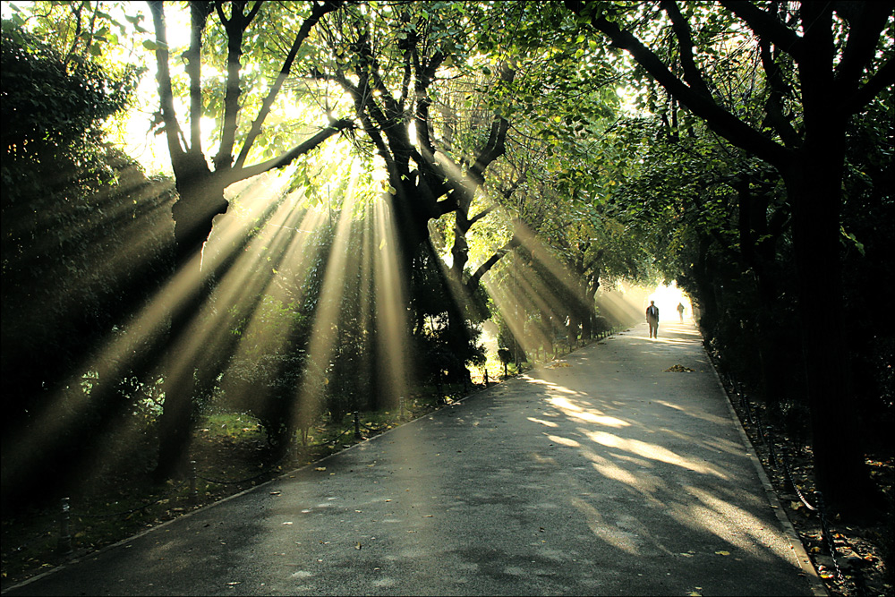 photo "***" tags: landscape, city, Bucharest, alley, autumn, park, tree