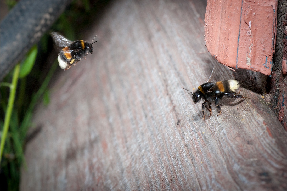 photo "***" tags: macro and close-up, insect