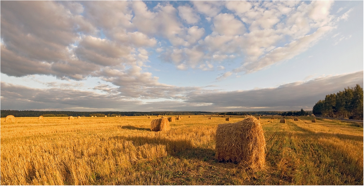 photo "The fields of..." tags: panoramic, landscape, evening, field, sunset, катушки