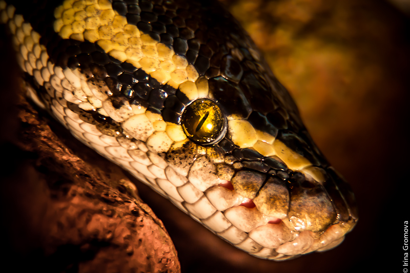 photo "Dexter" tags: nature, reptiles