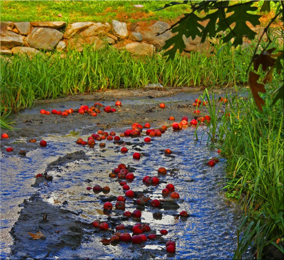 фото "Apples In The Stream" метки: пейзаж, природа, 
