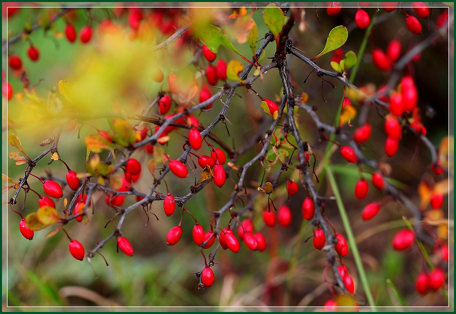 photo "Barberry (1)" tags: nature, autumn, Ягоды