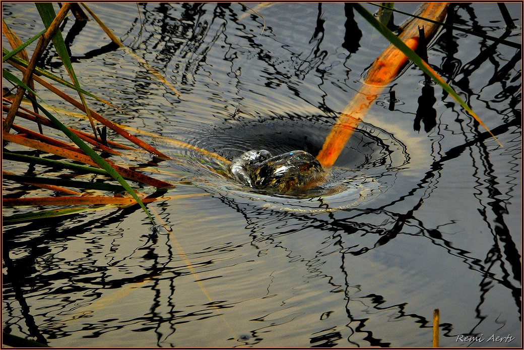 photo "***" tags: landscape, nature, water