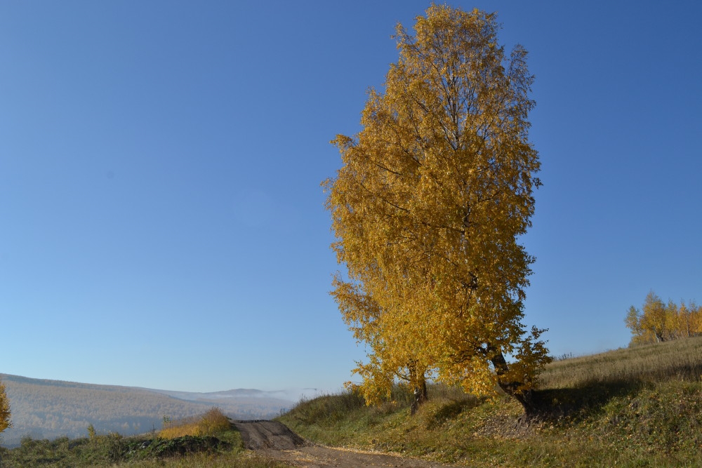 photo "***" tags: nature, autumn, дерево.