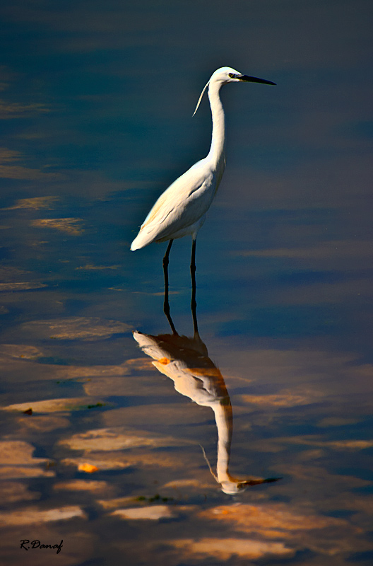 photo "Reflection" tags: nature, reflections, sea, water