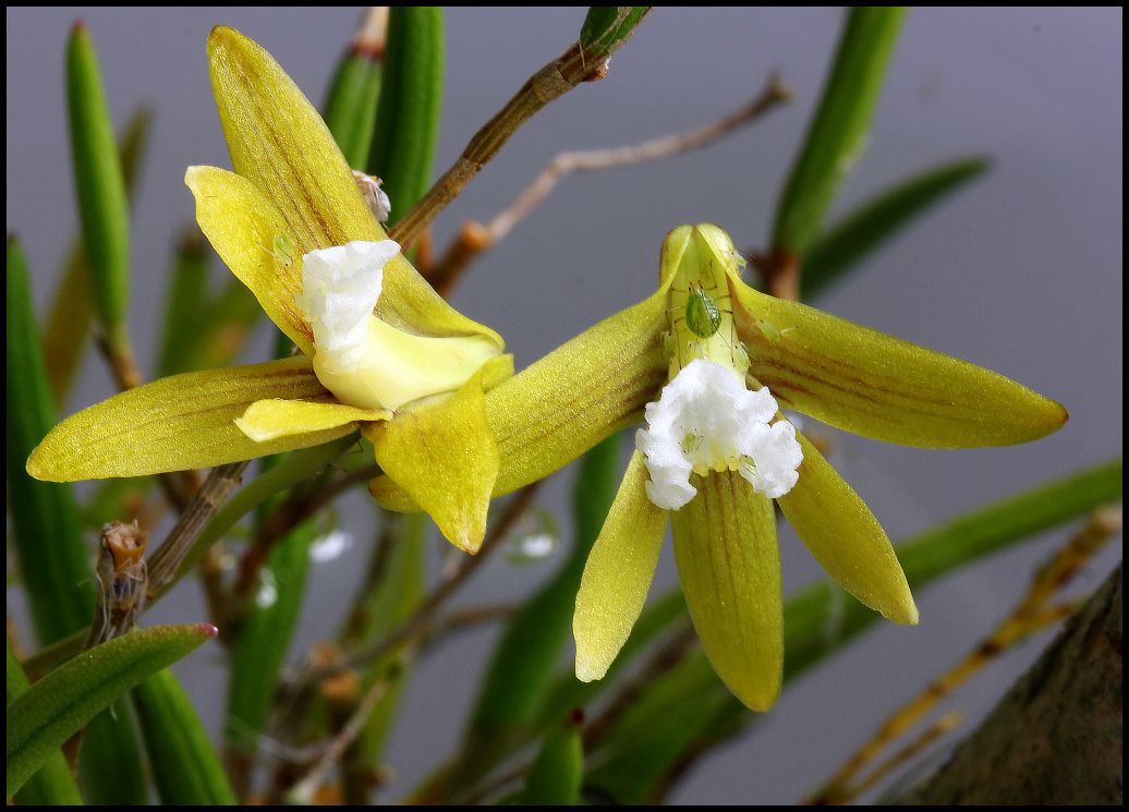 фото "Dendrobium striolatum & aphids." метки: природа, макро и крупный план, насекомое, цветы