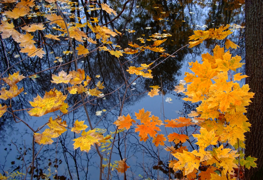 photo "...r.." tags: landscape, Болдино, октябрь